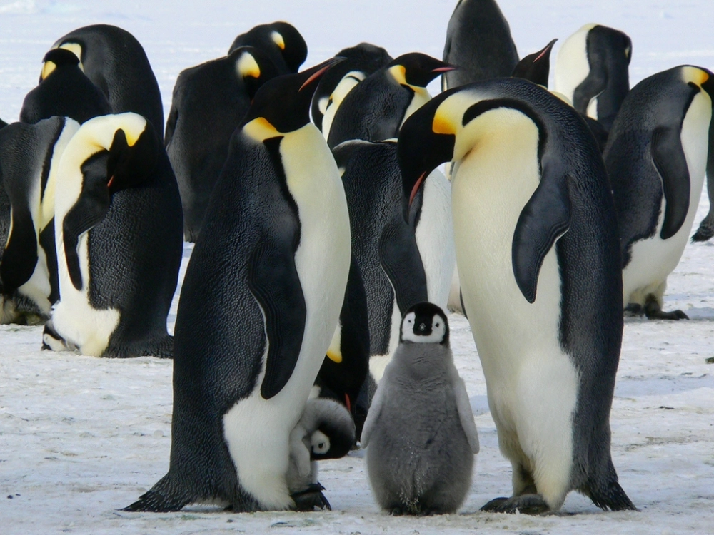 Pingüino Emperador y crias